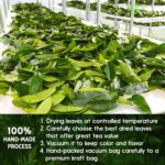 Premium Soursop Leaf Tea Bags - 100% Natural Graviola (Guanabana) Herbal Tea - Image 9
