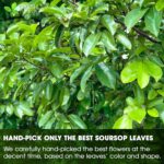 Premium Soursop Leaf Tea Bags - 100% Natural Graviola (Guanabana) Herbal Tea - Image 7