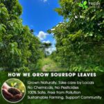 Premium Soursop Leaf Tea Bags - 100% Natural Graviola (Guanabana) Herbal Tea - Image 8